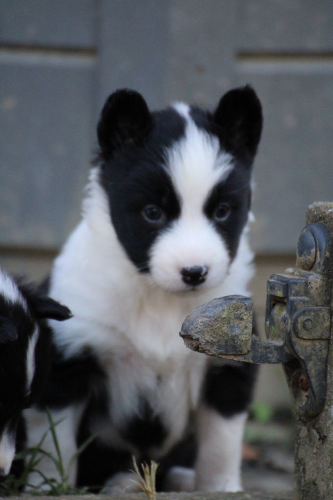 Land Of Snow - Chiot disponible  - Laika de iakoutie